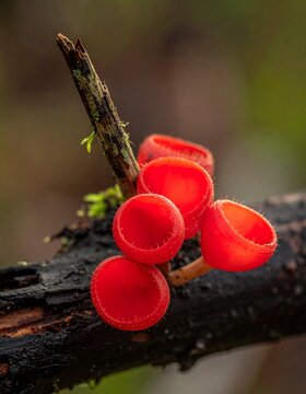 Vibrant Red Cup Fungi Cluster on a Dark Branch in a Natural Forest Setting.