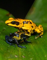 Fototapeta premium Vibrant Poison Dart Frogs - A Stunning Display of Colors and Patterns in Nature.