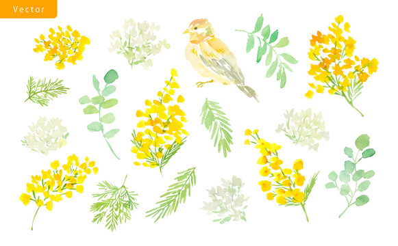 Watercolor vector illustration set with abstract hand painted mimosa flowers, white wild flowers and little bird for wedding stationary and wrapping paper. Spring floral clipart.