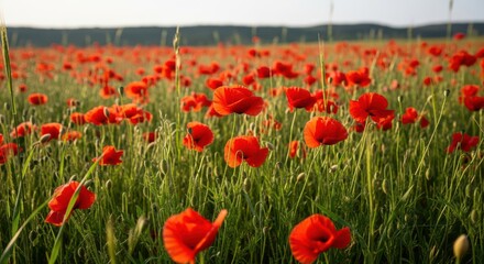 Obraz premium Vibrant Poppy Field Evening Sunlight