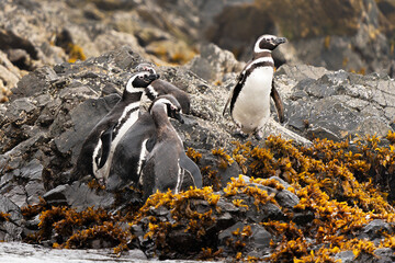 A couple of Magellanic penguins chile