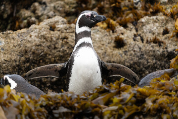 Obraz premium A couple of Magellanic penguins chile