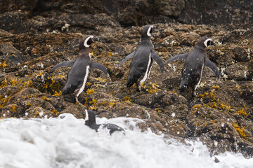 Obraz premium A couple of Magellanic penguins chile
