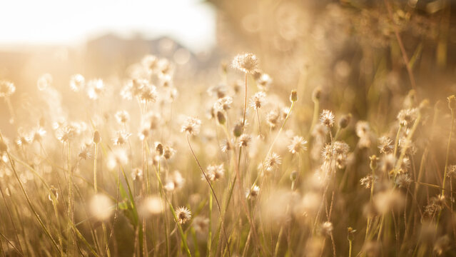 Grass flower background with sun light, soft focus, vintage tone