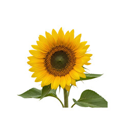 Obraz premium Single sunflower with green leaves on Transparent Background