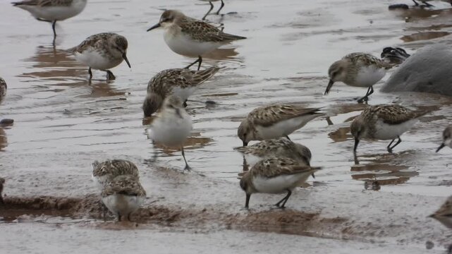Migratory Shorebirds Feeding on Coastal Mudflat in Natural Habitat