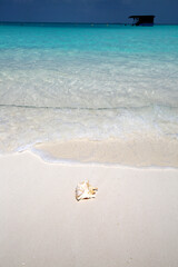 Fototapeta premium Maldives Beach with Seashell and Traditional Boat