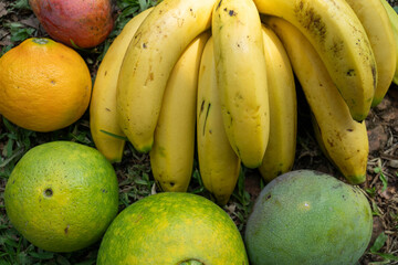 Frutas tropicales frescas en finca colombiana con tomates, mango, mandarinas, naranjas y bananos © Sebast