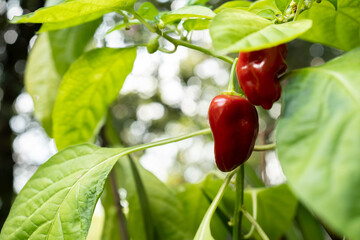 Frutas tropicales frescas en finca colombiana con tomates, mango, mandarinas, naranjas y bananos © Sebast