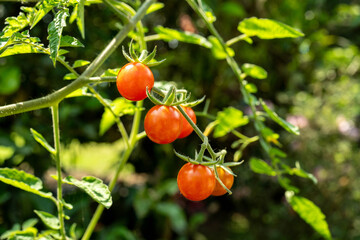 Frutas tropicales frescas en finca colombiana con tomates, mango, mandarinas, naranjas y bananos © Sebast