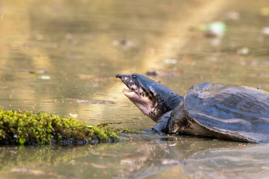 A softshell turtle (Apalone sp.) in Highlands Hammock State Park, Florida. 