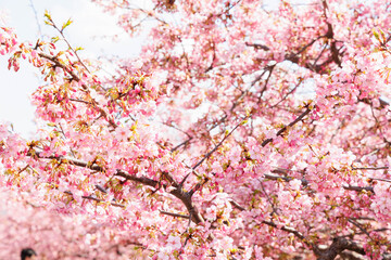 Obraz premium 淀水路の河津桜（京都伏見）