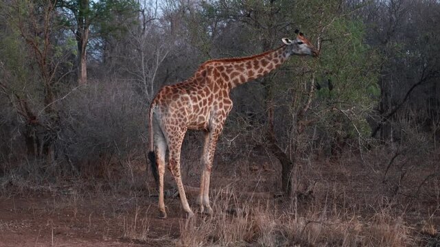 Wild Giraffe walking and eating in Hlane Royal National Park, eSwatini