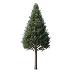 Obraz premium Lone evergreen tree standing upright isolated on white background.
