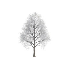 Lone Leafless Tree Silhouette Standing Upright.