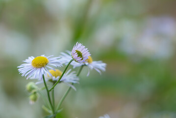 Obraz premium 野原に咲く美しいヒメジョオン