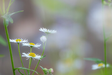 野原に咲く美しいヒメジョオン