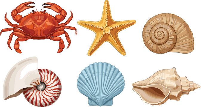 Set of Realistic Marine Life Illustrations Including Red Crab Starfish Scallop Nautilus and Tropical Sea Shells Isolated on White Background