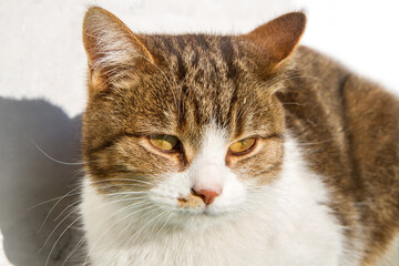 Obraz premium Serious domestic cat close-up. Cat's head with yellow eyes on a light background