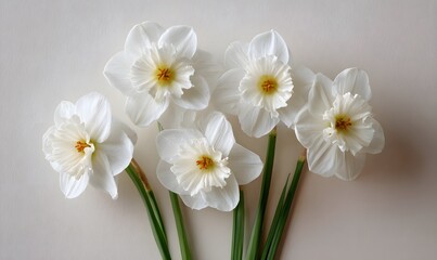 Five elegant, simple heads of classic white daffodils with golden centers on a light background