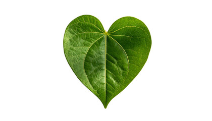 Green Heart Shaped Leaf Closeup.