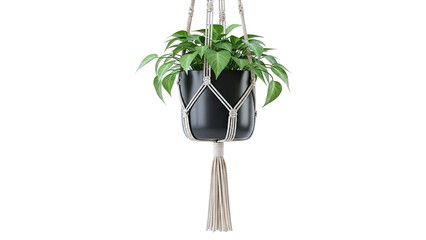 Hanging Pothos Plant in Black Pot with Macrame Holder
