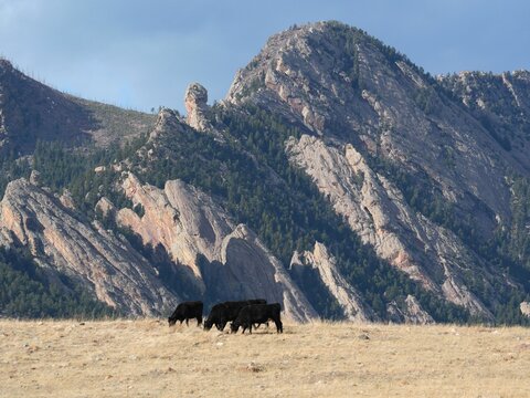 Winter Cattle Grazing Beneath the Flatirons and Devil&rsquo;s Thumb, Boulder Colorado