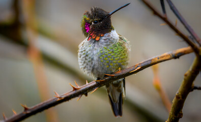 Obraz premium Male Anna's hummingbird with vibrant iridescent pink throat perched on a thorny branch. Close-up nature photography with a soft blurred background.