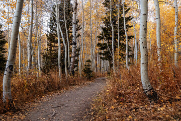Fototapeta premium Utah Aspen trees on hiking trail fall autumn path