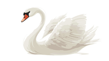 Obraz premium White Swan with Orange Beak Swimming.