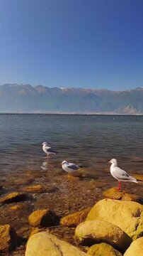 CHINA: 1080p vertical video (9:16). A bright and sunny nature scene. Three white seagulls (or red-billed gulls) are standing and resting on yellow rocks in the shallow water. Behind them stretches a v