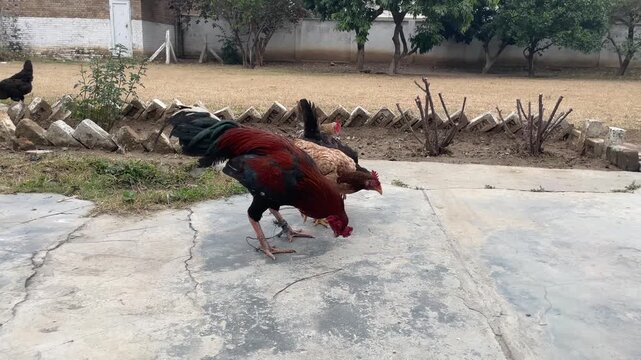 Rooster and hen foraging on concrete farmyard scene rur