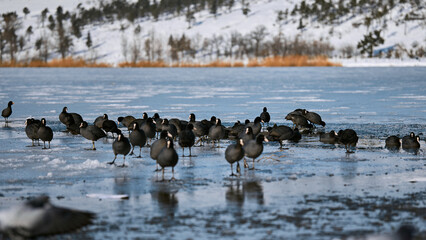 Eurasian Coots Walking on Frozen Mountain Lake