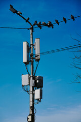 Pigeons Perched on 5G Cellular Tower