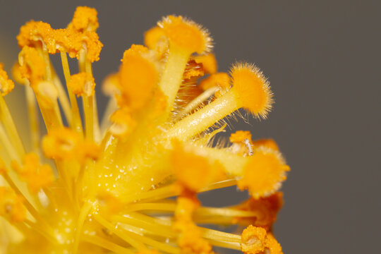 Cayena amarilla con insecto habitante