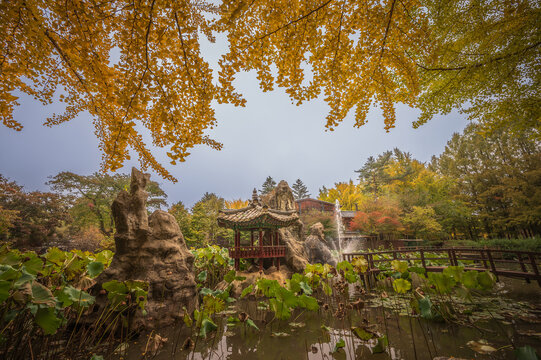 The pond has a fountain and Famous autumn scenery at Nami Island Popular tourist attractions in Chuncheon-si, Gangwon-do, South Korea