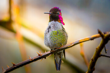 Obraz premium Male Anna's hummingbird with vibrant iridescent pink throat perched on a thorny branch. Close-up nature photography with a soft blurred background.