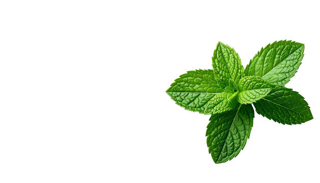 Fresh Green Mint Leaves Isolated.