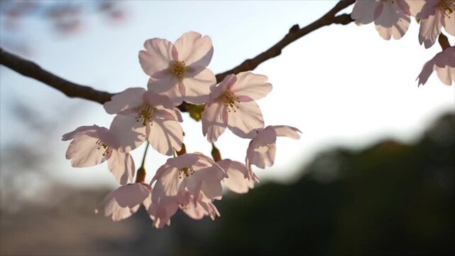 Cherry blossoms blooming on branch