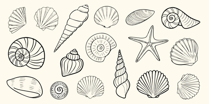 A collection of vintage style line art illustrations of seashells and a starfish