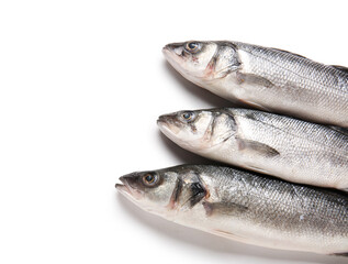 Obraz premium Fresh seabass fish isolated on white background, closeup
