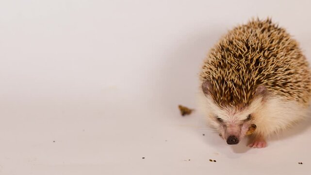 African Pygmy Hedgehog Eating a Mealworm on a White Background