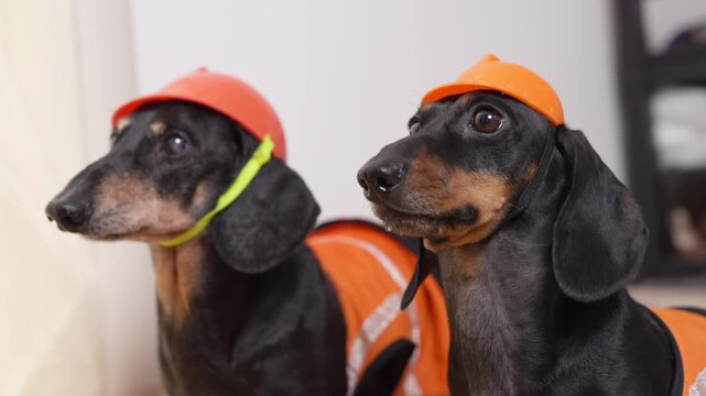Two black and tan dachshund dogs dressed in orange construction vests and helmets are sitting side by side indoors, facing the same direction attentively.