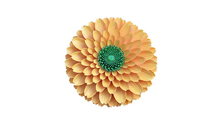 Close-up of an Orange Gerbera Daisy with a Green Center