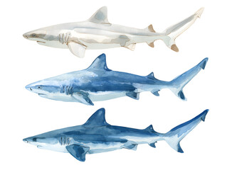 Fototapeta premium shark isolated on white background