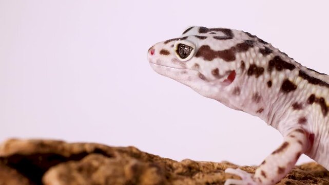 Close Up Profile of a Spotted Leopard Gecko on Wood