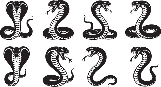 Black and white of eight cobra snakes in various poses cobras reptiles animals