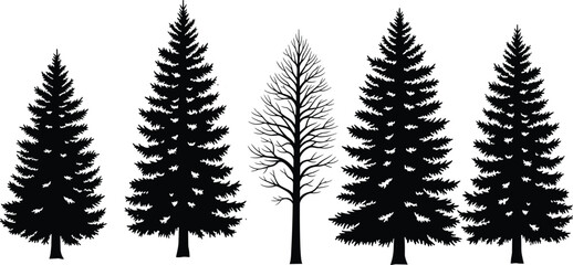 Silhouette of Coniferous Pine Trees and One Bare Deciduous Tree in Row Concept of Autumn Winter Season Transition Forest Nature