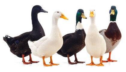Obraz premium Group of diverse ducks in various colors standing together against a clean white background