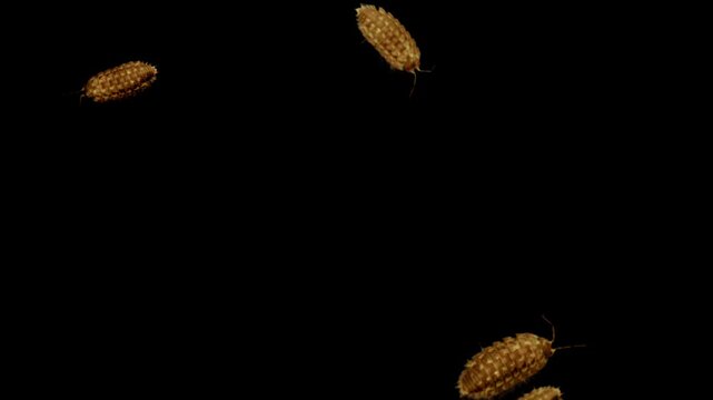 Several pill bugs or Armadillidiidae crawling across black screen.